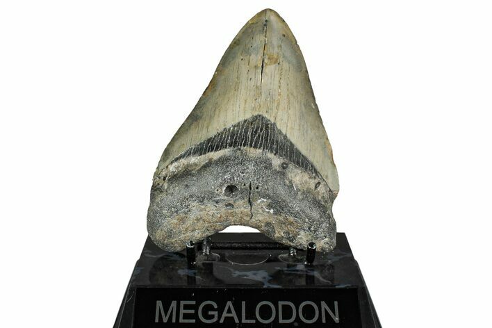 Fossil Megalodon Tooth - North Carolina #349329